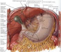 definicion de valvulas semilunares intestino grueso